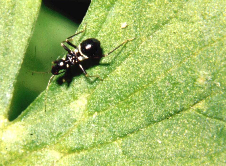 Himacerus mirmicoides